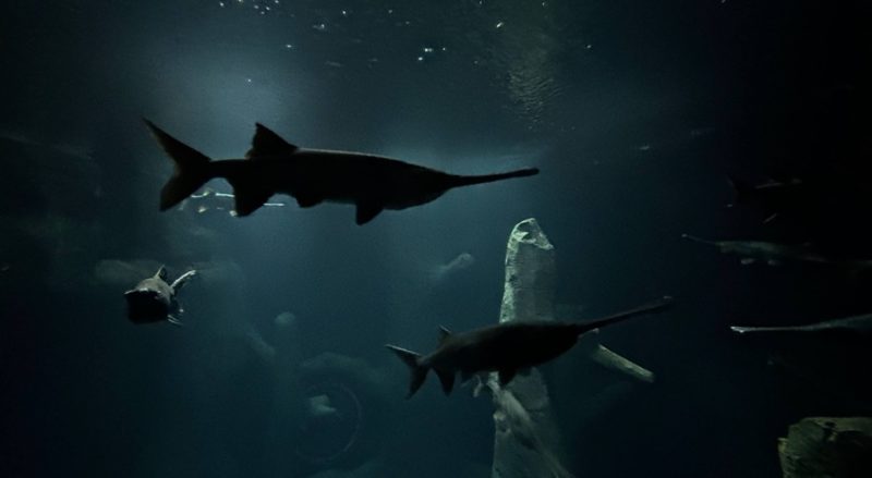 Aquatis invite à un voyage fascinant à travers les écosystèmes d’eau douce du monde. Entre aquariums géants, espèces étonnantes et décors immersifs, la visite permet de découvrir la richesse de la vie aquatique, des rivières alpines aux forêts tropicales.