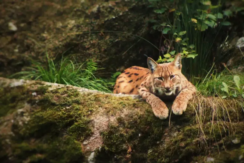 Une des sympathiques bestioles que l'on peut rencontrer au Zoo alpin des Marécottes.