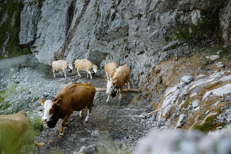 Montée à l'alpage de L'Engstligenalp